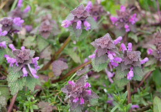 Augalai mūsų sveikatai-Raudonžiedė notrelė arba purpurinė dilgėlė